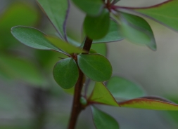 Thunbergov češmin (Berberis thunbergii)