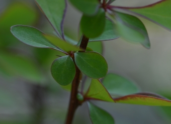 Thunbergov češmin (Berberis thunbergii)