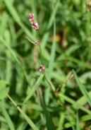 Mala dresen – Polygonum minus