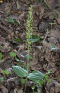 Listera maggiore 