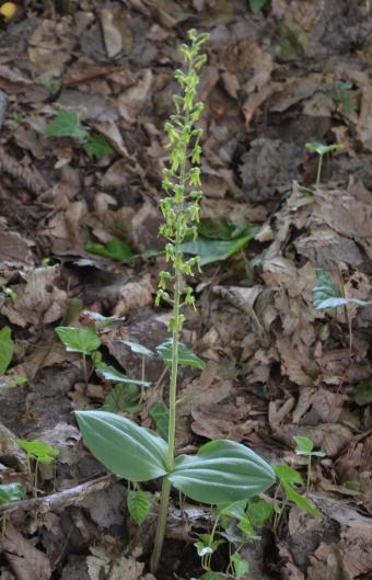 Listera maggiore 