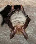 Bechstein's Bat 