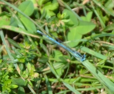 Goblet-marked damselfly