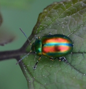 Dead-nettle leaf beetle