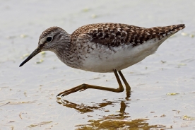 The Wood Sandpiper 