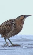 The Eurasian Bittern or Great Bittern 