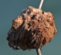 Rose bedeguar gall