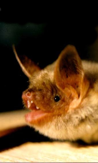 The Greater Mouse-Eared Bat 