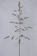 Fienarola palustre