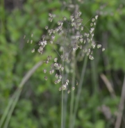 Quaking-grass