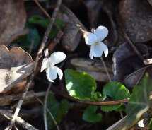 White violet