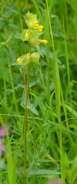 Yellow rattle