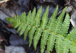 Češljasta glistovnica – Dryopteris cristata