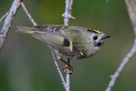 Goldcrest