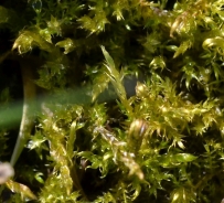 Beli blazinasti mah - Leucobryum glaucum