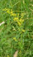 Lady's bedstraw