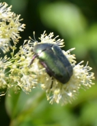 Rose chafer