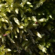 Cypress-leaved plaitmoss