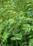 Meadowsweet