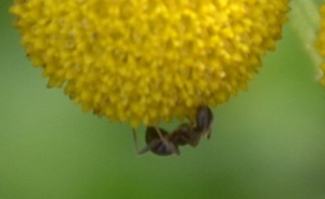 Velika črna gozdna mravlja – Camponotus herculeanus L.