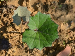 Coltsfoot