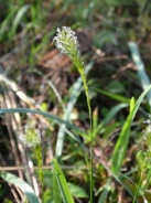 Sweet vernal grass