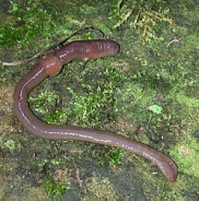 Common earthworm