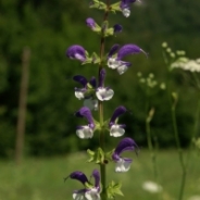 Meadow sage