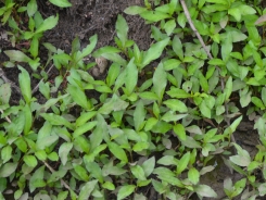 Pale persicaria