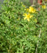 Perforate St John's-wort