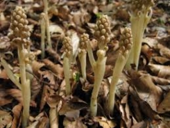 Bird's-nest orchid