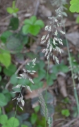 Creeping soft grass