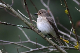 Spotted flycatcher 