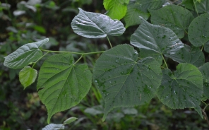 Large-leaved lime