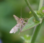 Koprivova vešča – Eurrhypara hortulata