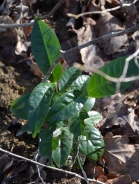 Lauroceraso