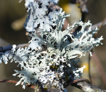 Grmičasta evernija – Evernia prunastri
