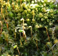 Dotted thyme-moss