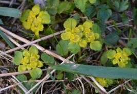 Premenjalnolistni vraničnik (Chrysosplenium alternifolium)