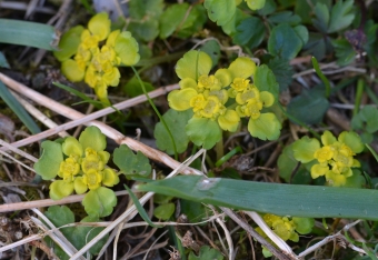 Premenjalnolistni vraničnik (Chrysosplenium alternifolium)