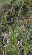 Greater tussock-sedge