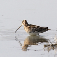 The Common Snipe 