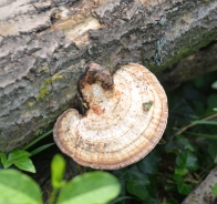 Thin walled maze polypore