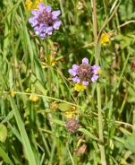 Large-flowered selfheal