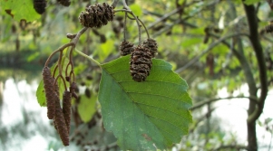 Ontano nero