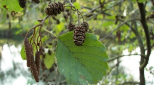 Common alder