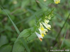 Common cow-wheat