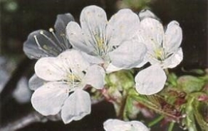 Ciliegio