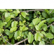 European buckthorn