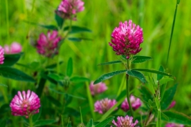 Red clover